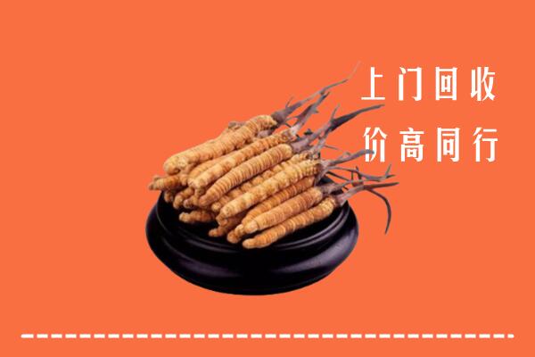 大新县回收散虫草